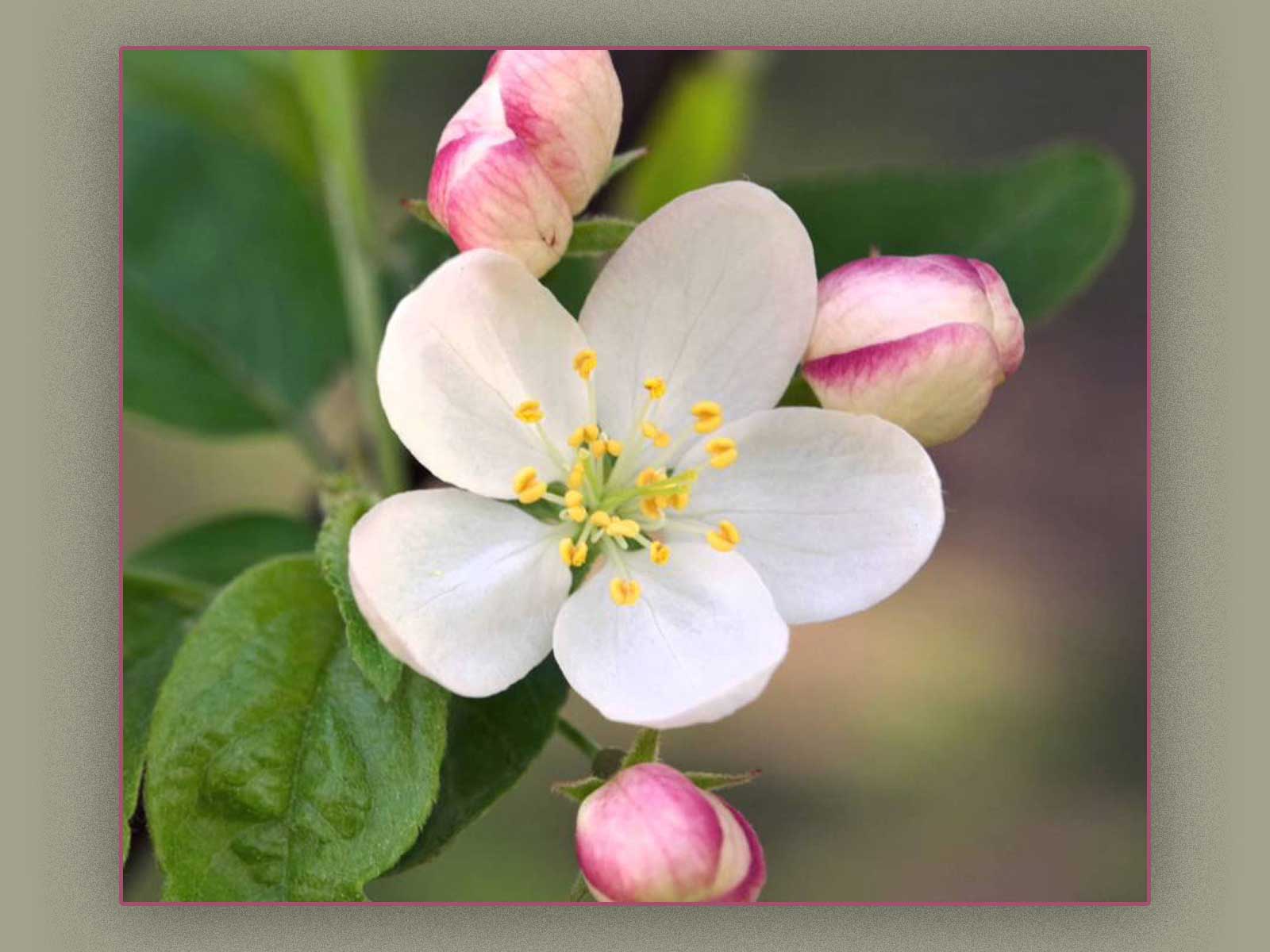 Crab Apple